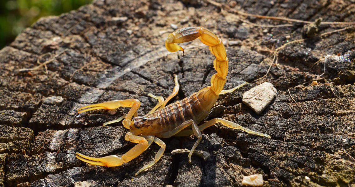 scorpion jaune animal venimeux