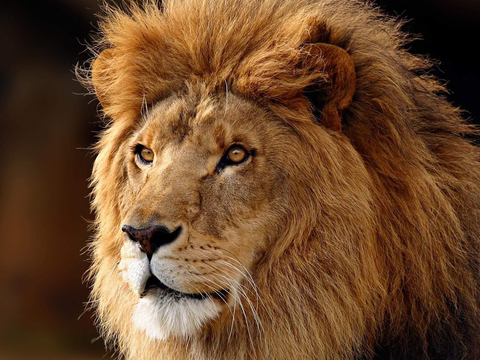 lion animal de la savane