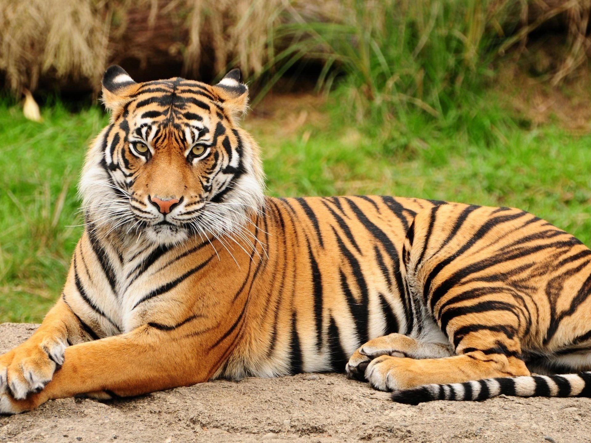 tigre prédateur
