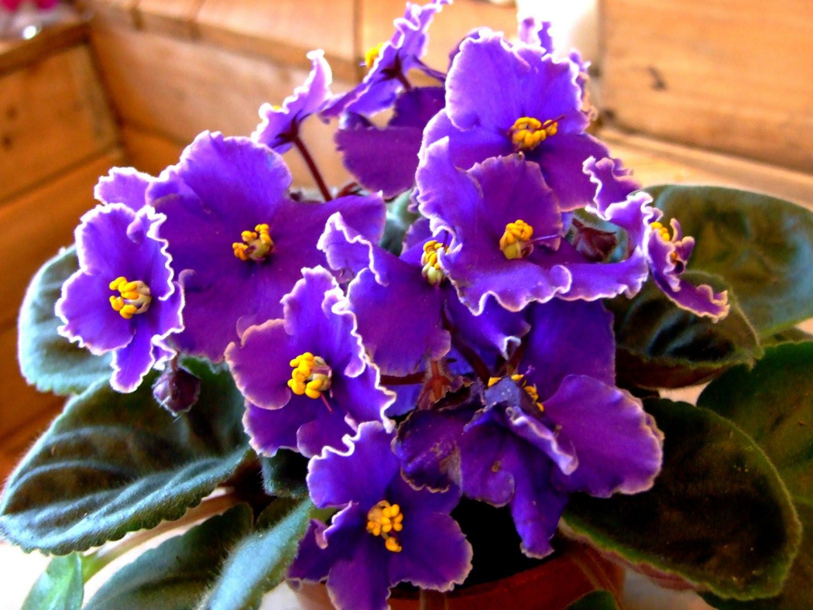 f5 violette africaine