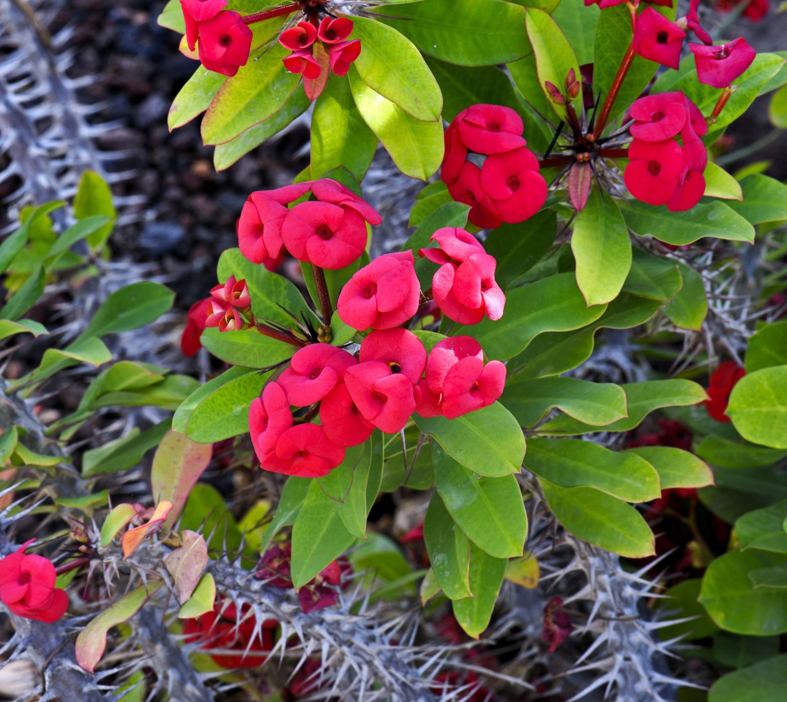 Plantes d'intérieur à fleurs rouges