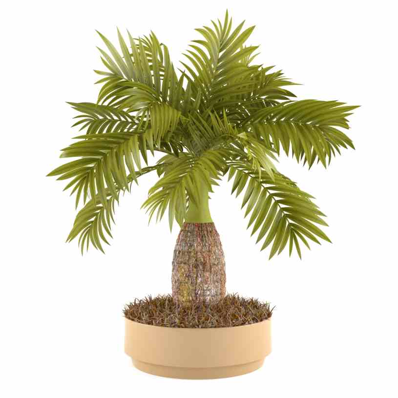 palmier d'intérieur 6