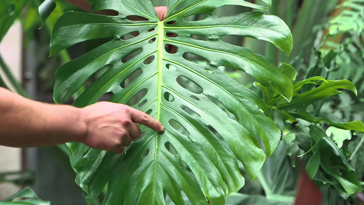 Plantes purificatrices d'air intérieur