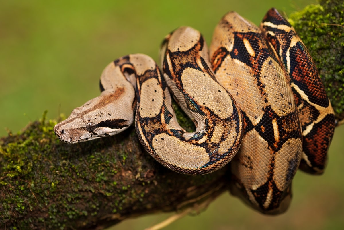 animaux nocturnes tumbes boa constrictor