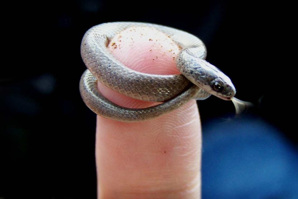 petit animal serpent