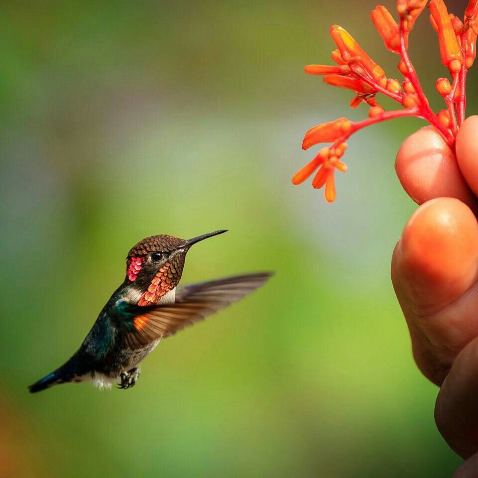 abeille colibri