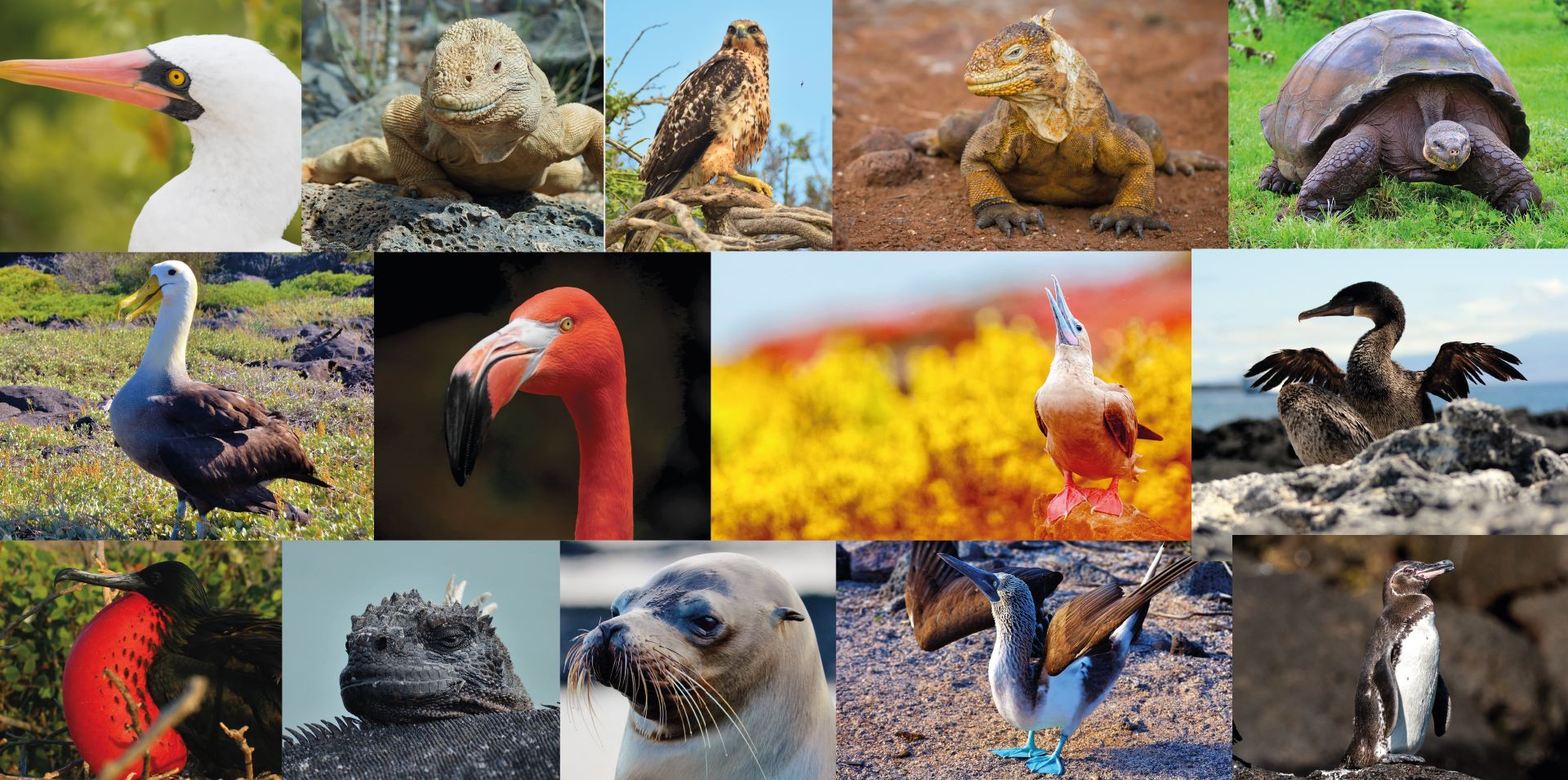 Peintures d'animaux des Galapagos