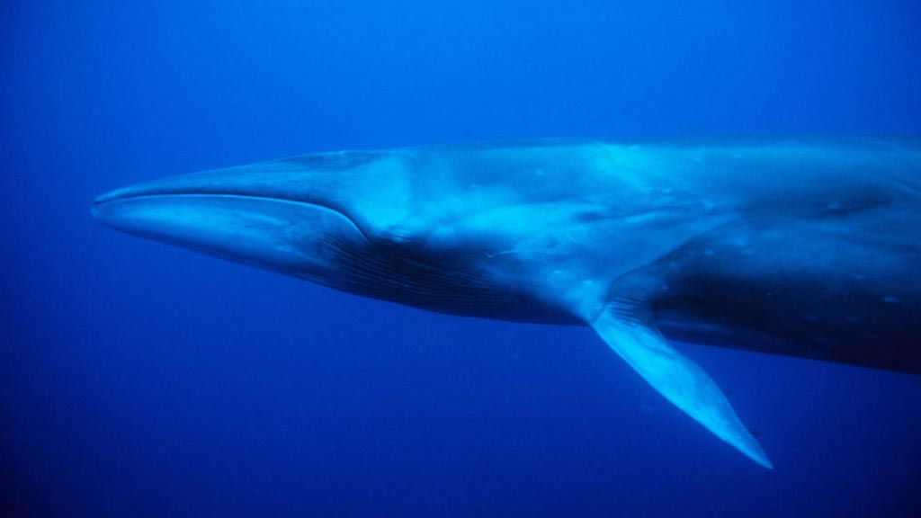 galapagos animal baleine sei