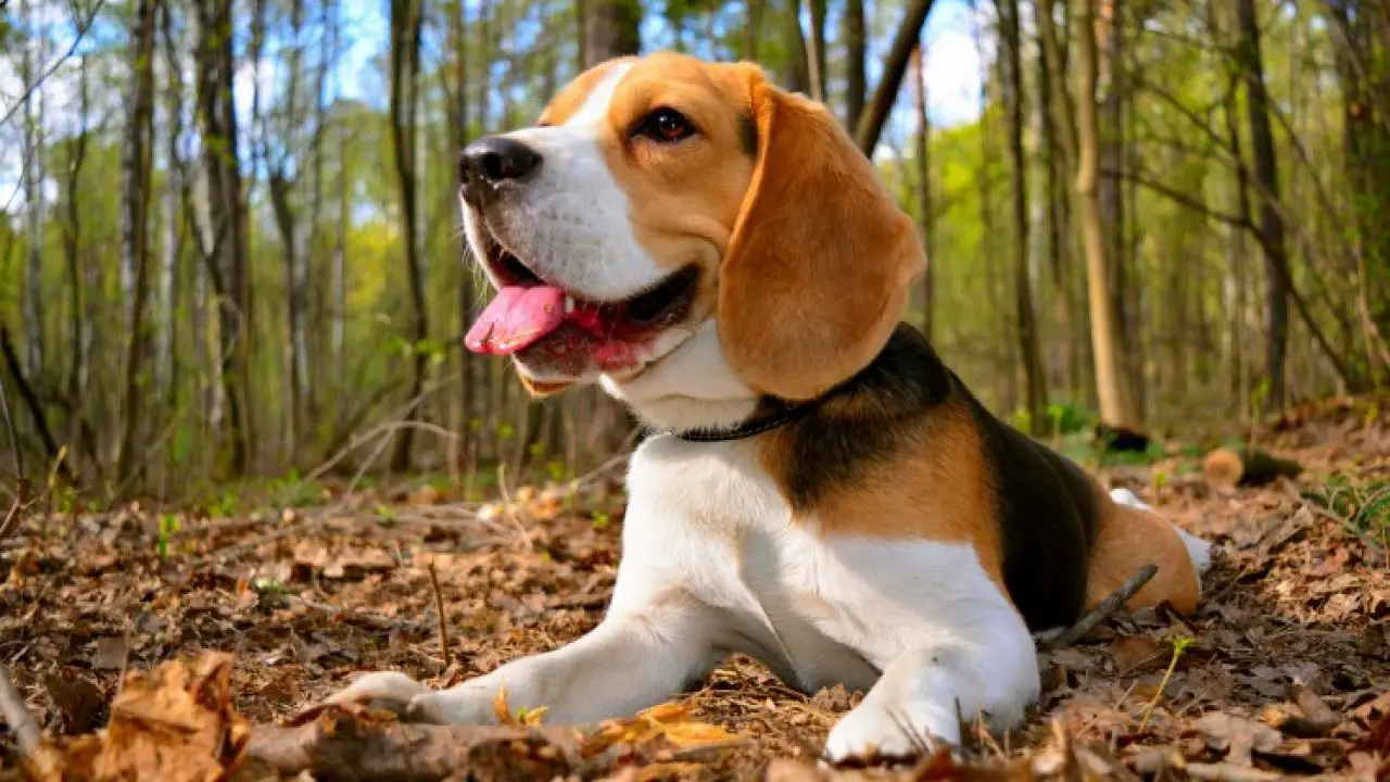 Animaux Beagle pour enfants hyperactifs