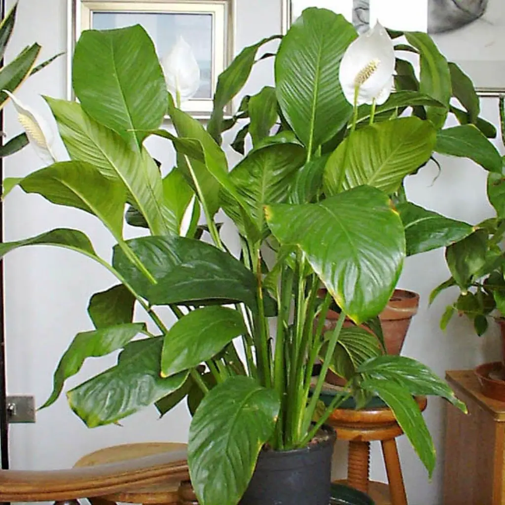 plante d'intérieur grande feuille 5