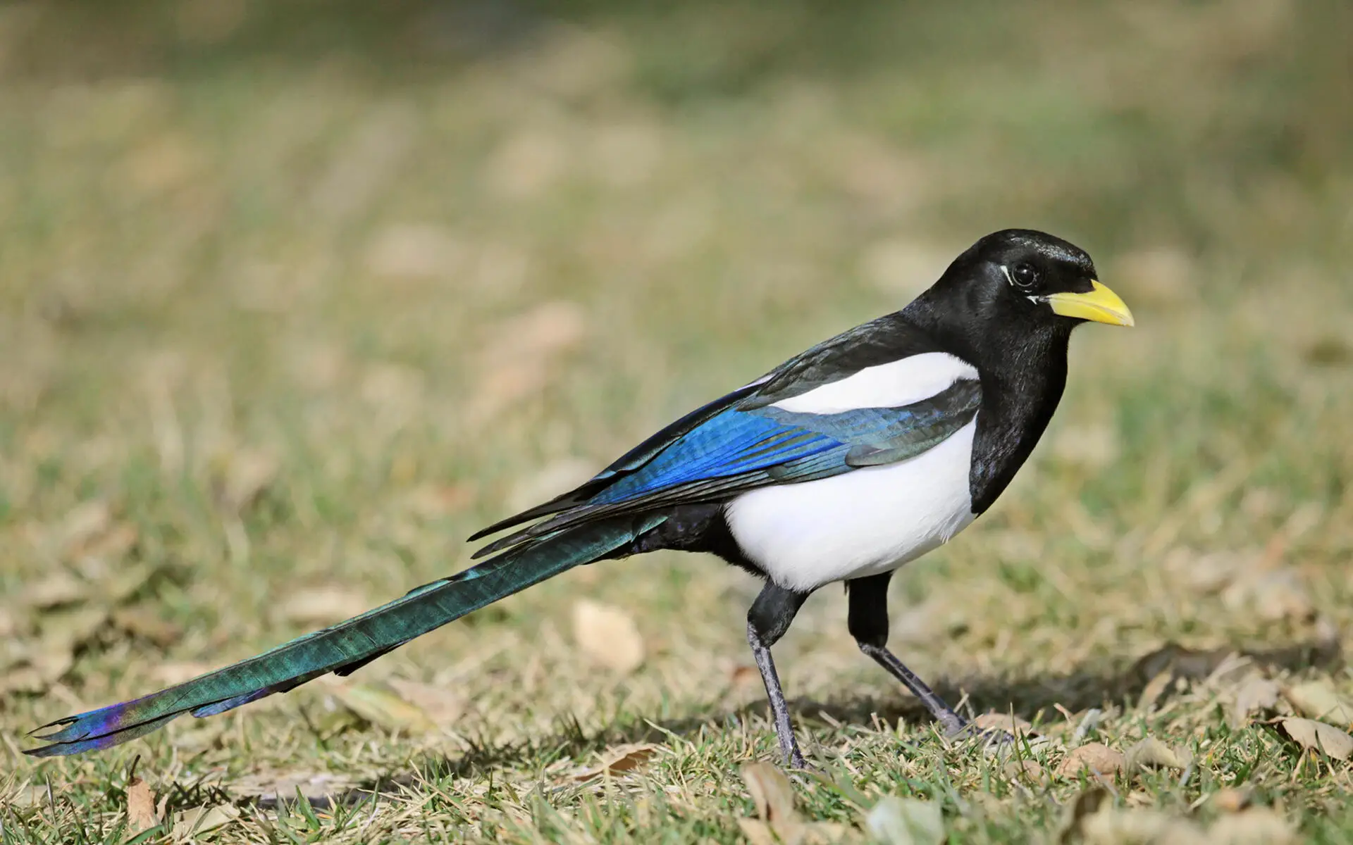 Noms communs des oiseaux 1