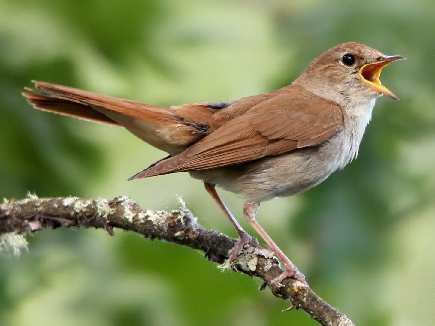 Noms communs des oiseaux 4