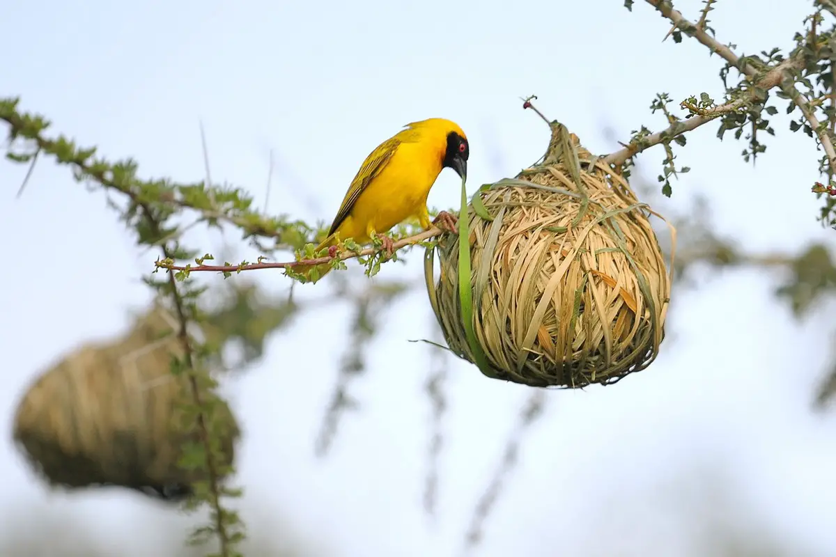 10 noms d'oiseaux communs