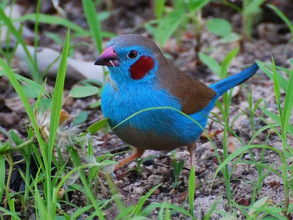 Noms communs des oiseaux 8