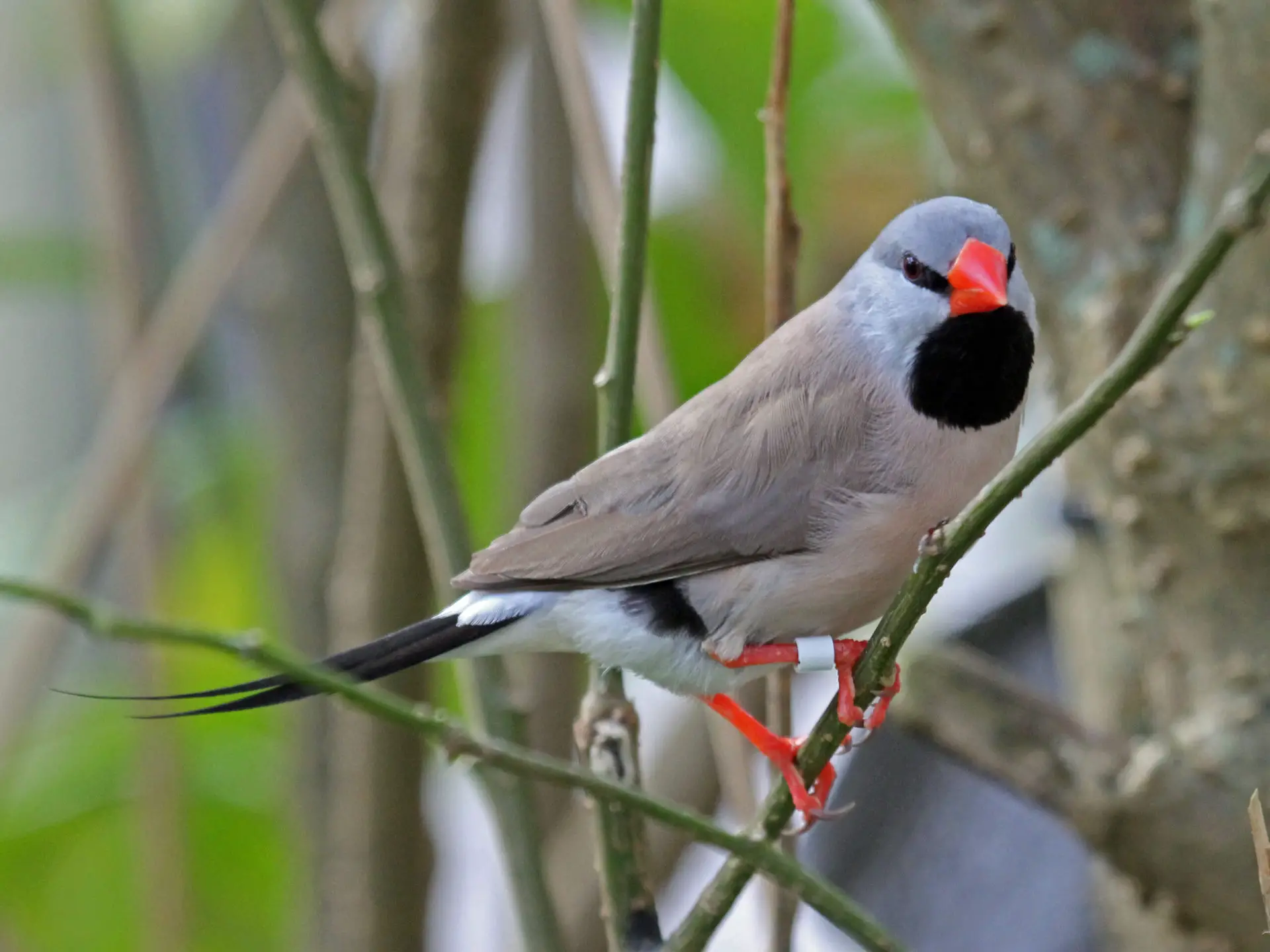 Noms communs des oiseaux 7