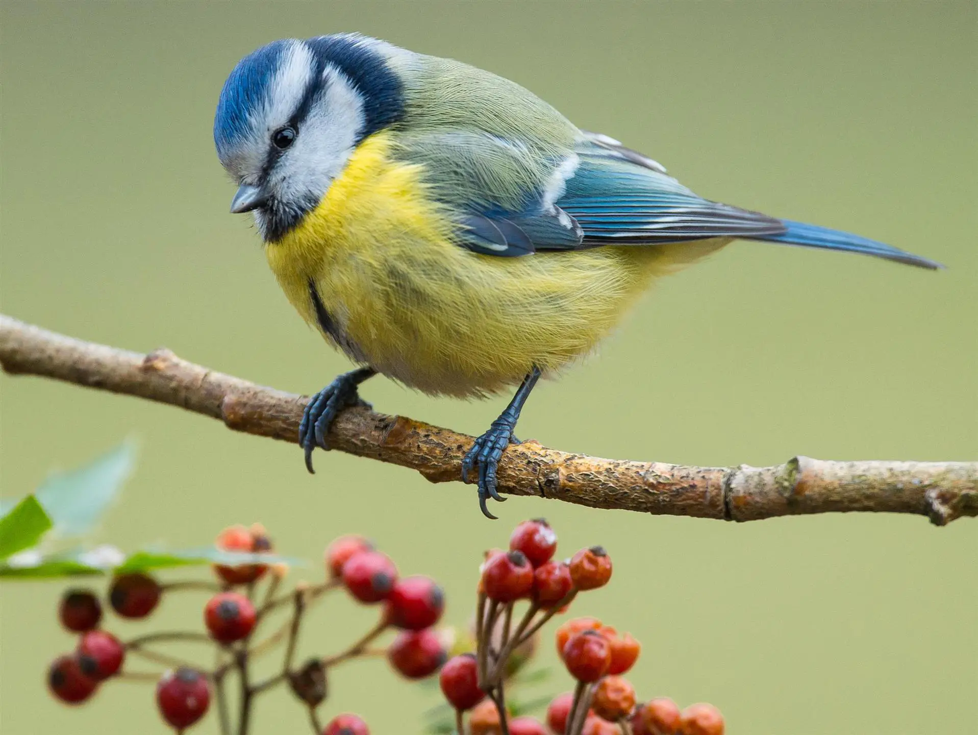 Noms communs des oiseaux 5