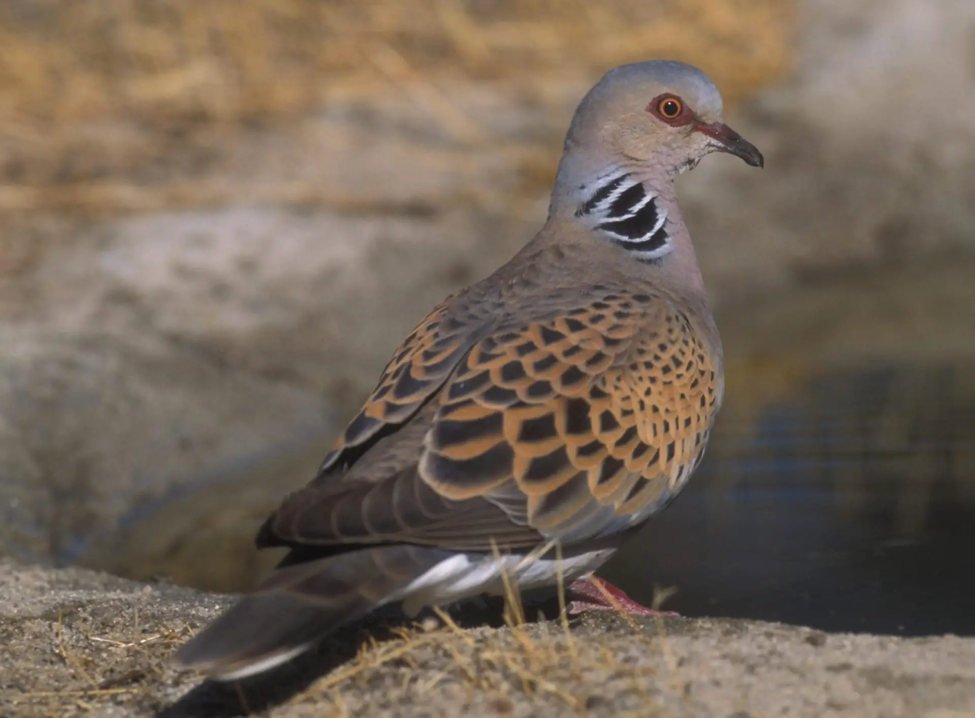 Noms communs des oiseaux 6