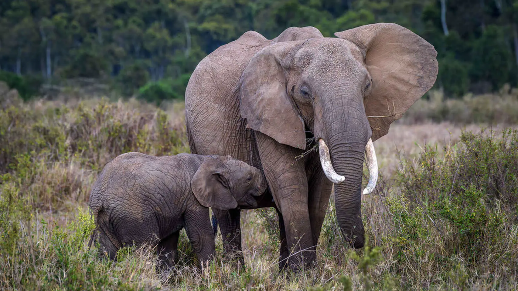 la curiosité de l'éléphant