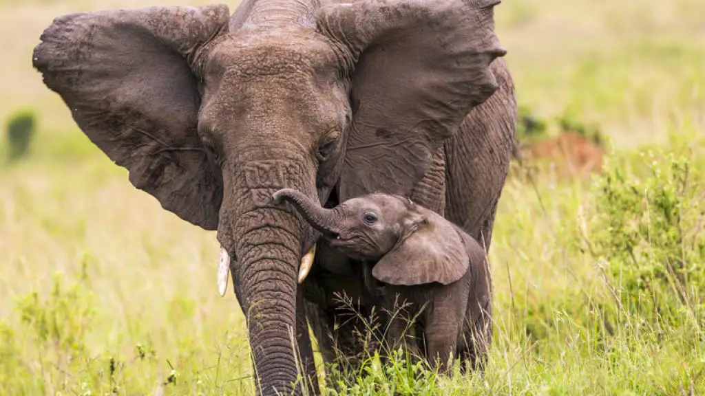 la curiosité de l'éléphant