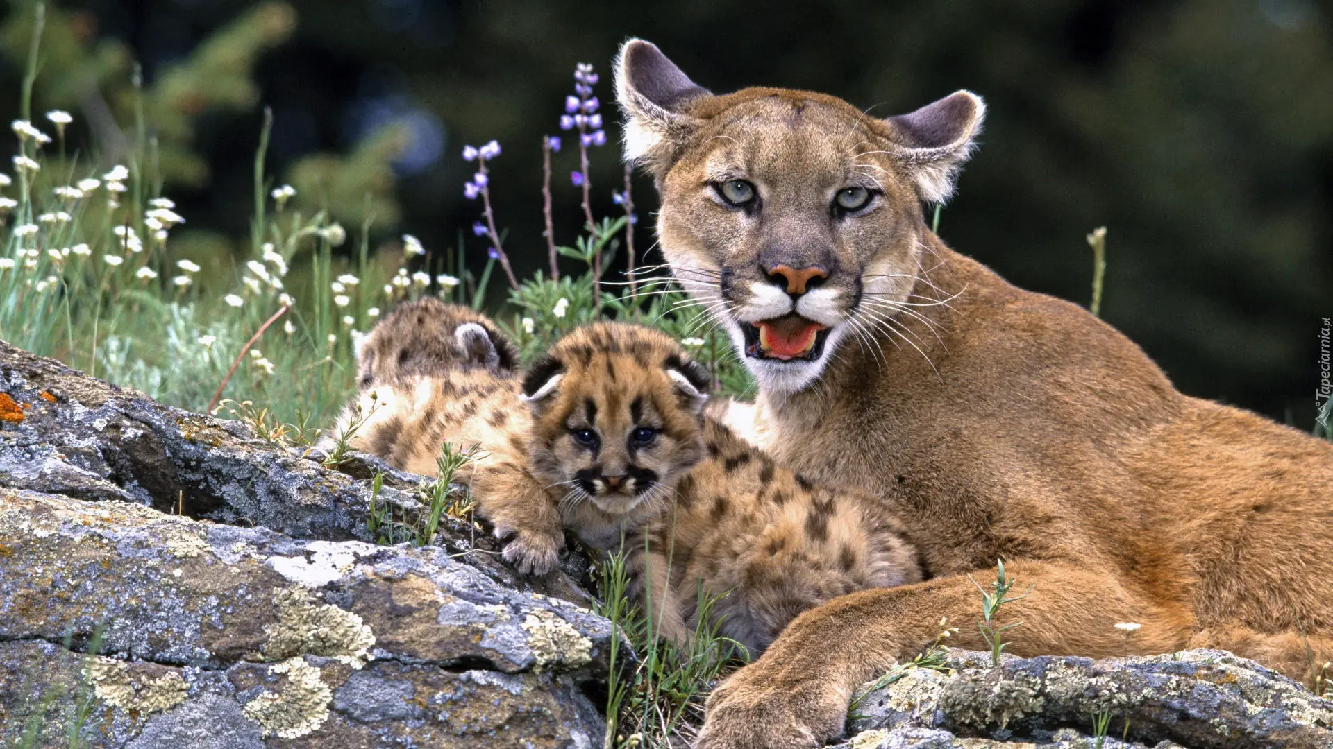 Cougar bébé curiosité